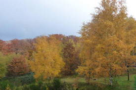 Herbst auf der Country-Lodge